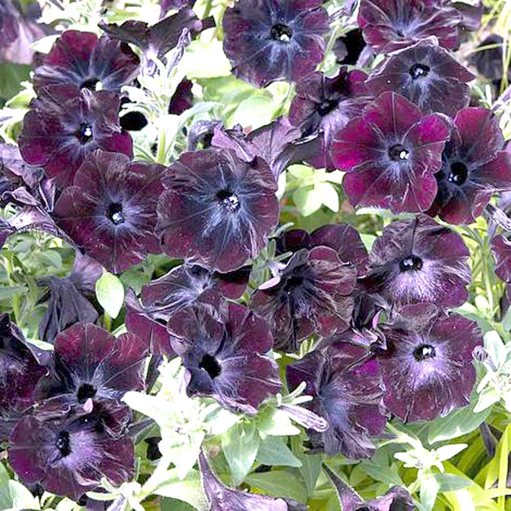 SPS Agro Products | Petunia Debonair Black Cheery Seeds